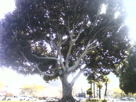 Beverly Hills Tree